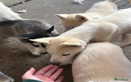 Siberian Husky dogs for sale: Siberian puppy  - Image 2