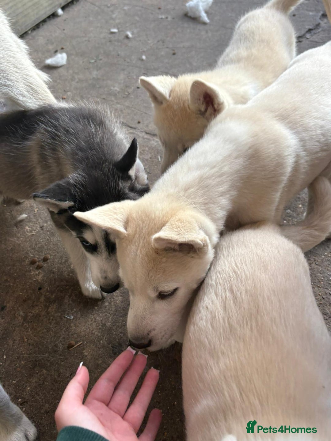 Siberian Husky dogs for sale: Siberian puppy  - Image 2