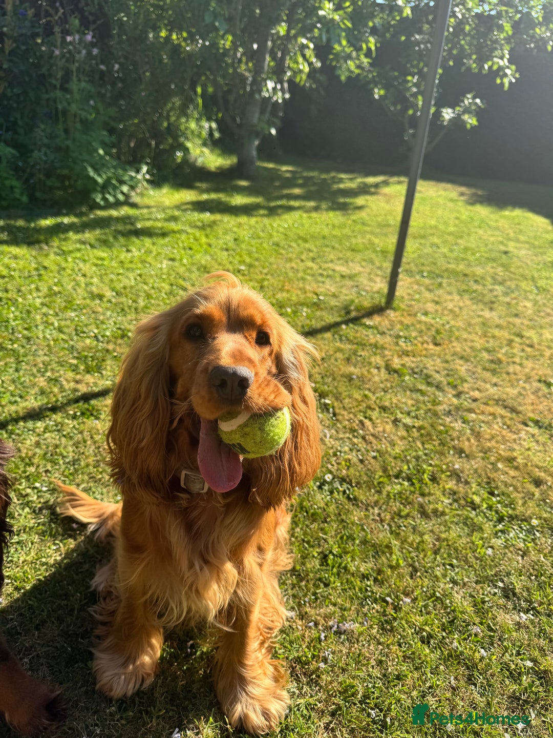Cocker Spaniel dogs for sale: 5* OUTSTANDING KC SHOW COCKER SPANIELS ✨ - Advert 2