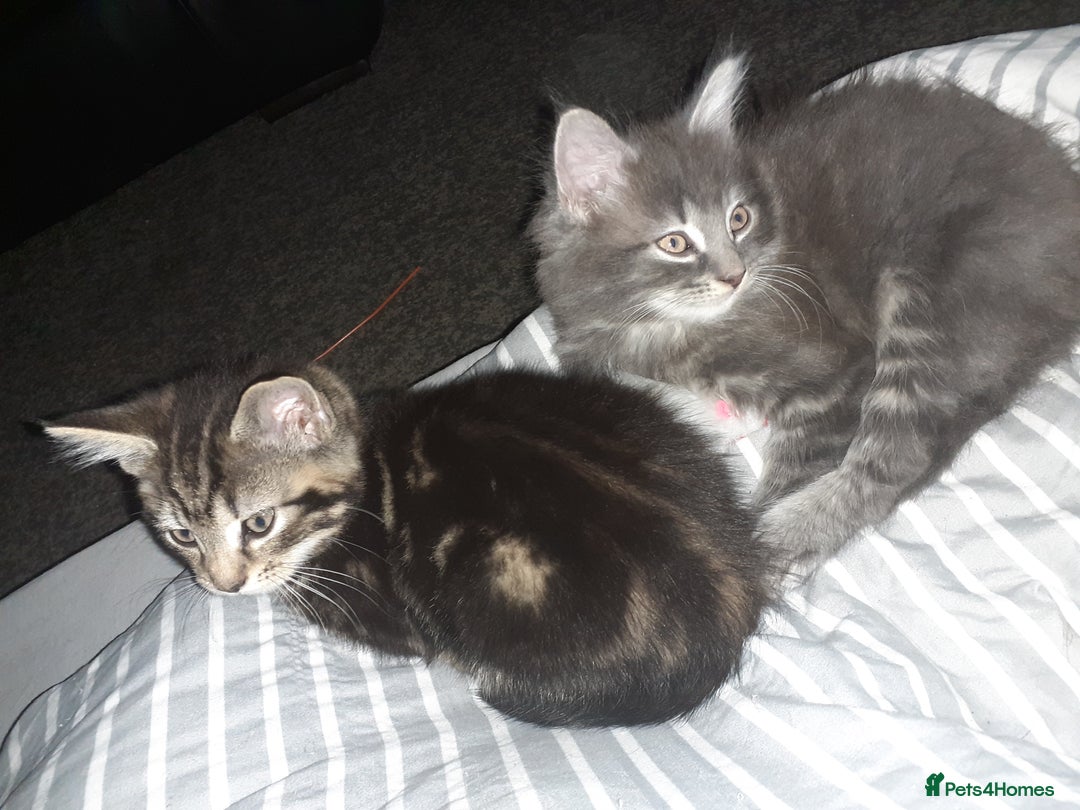 Mixed Breed cats for sale: 1 beautiful tabby boy and 1 grey short-haired boy - Advert 6