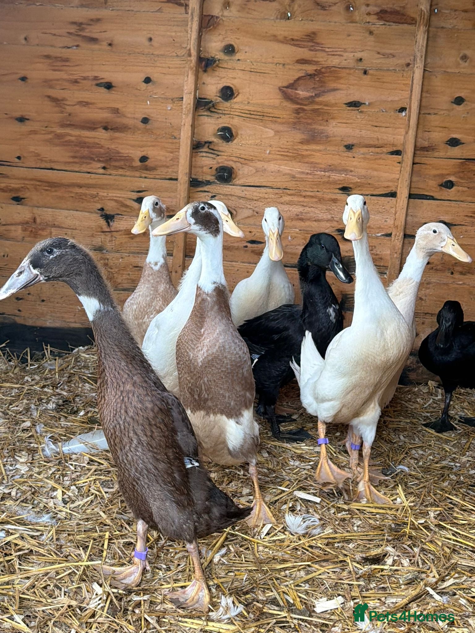 Ducks poultry Runner ducks - Advert 2