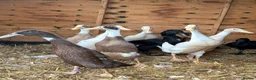 Ducks poultry for sale: Runner ducks - Advert 2