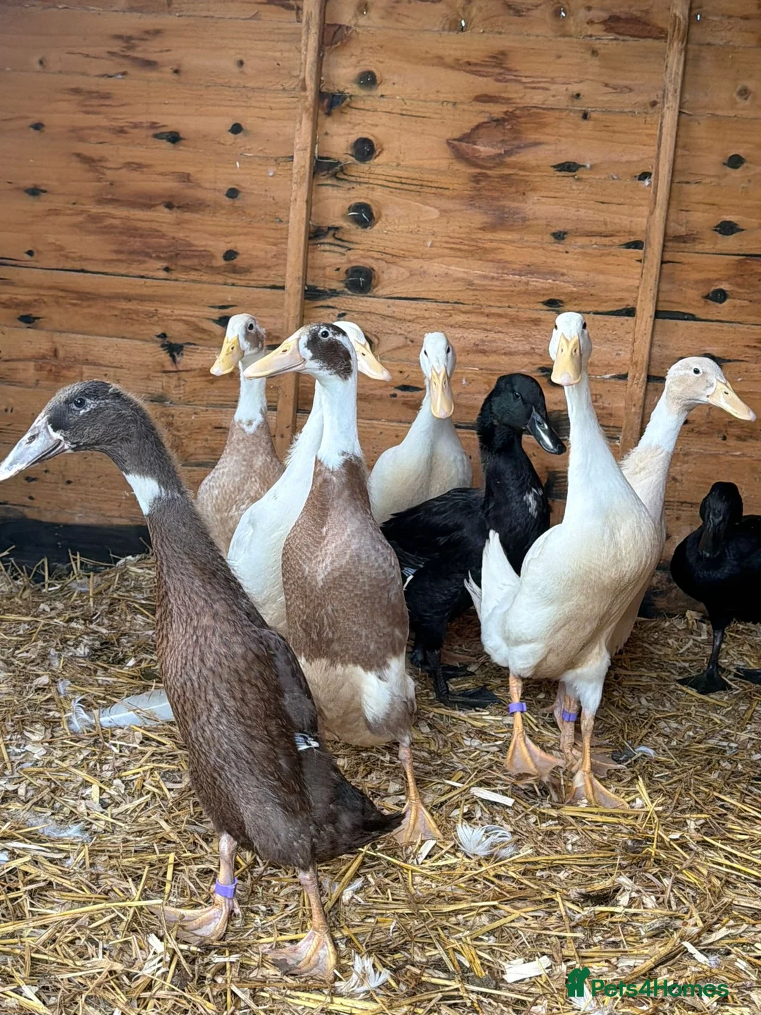 Ducks poultry for sale: Runner ducks - Advert 2