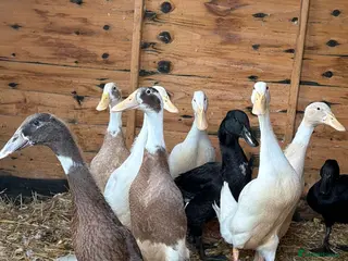 Ducks poultry Runner ducks - Advert 2