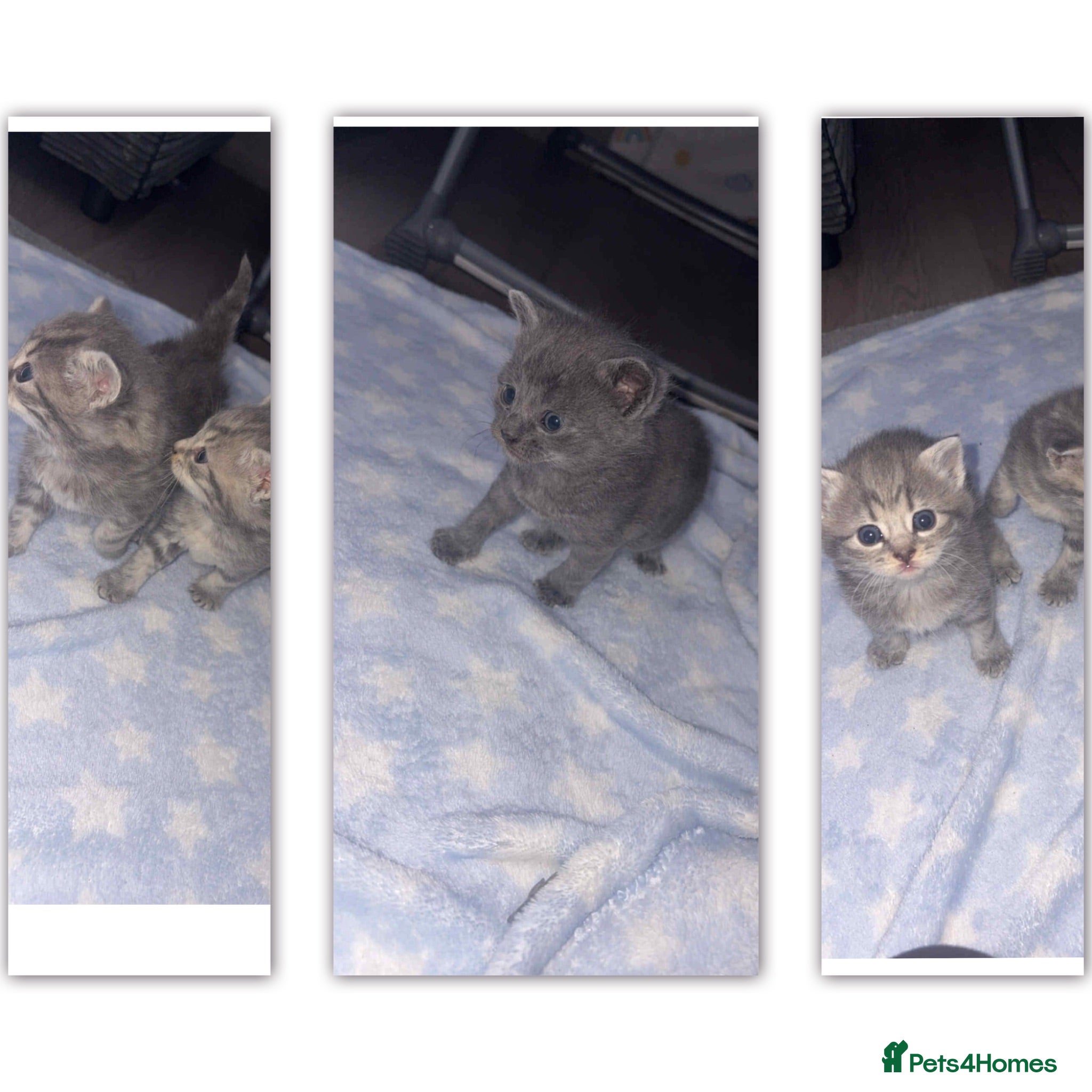 British Shorthair cats 3 beautiful BSH kittens  - Advert 2