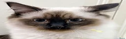 Ragdoll cats for sale: £400.Full pedigree Ragdoll kittens for sale.  - Advert 7