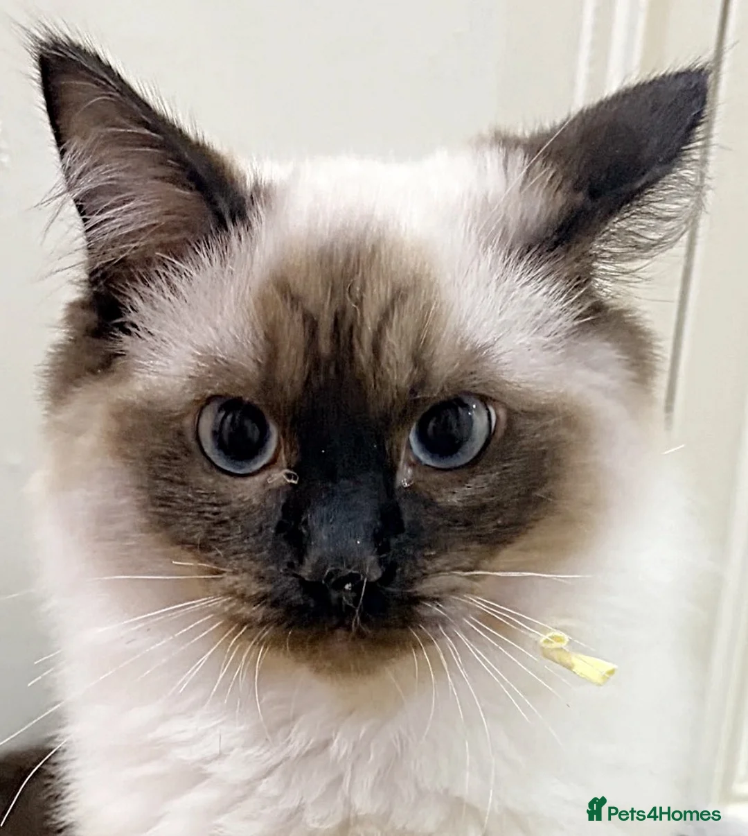 Ragdoll cats for sale: £400.Full pedigree Ragdoll kittens for sale.  - Advert 7