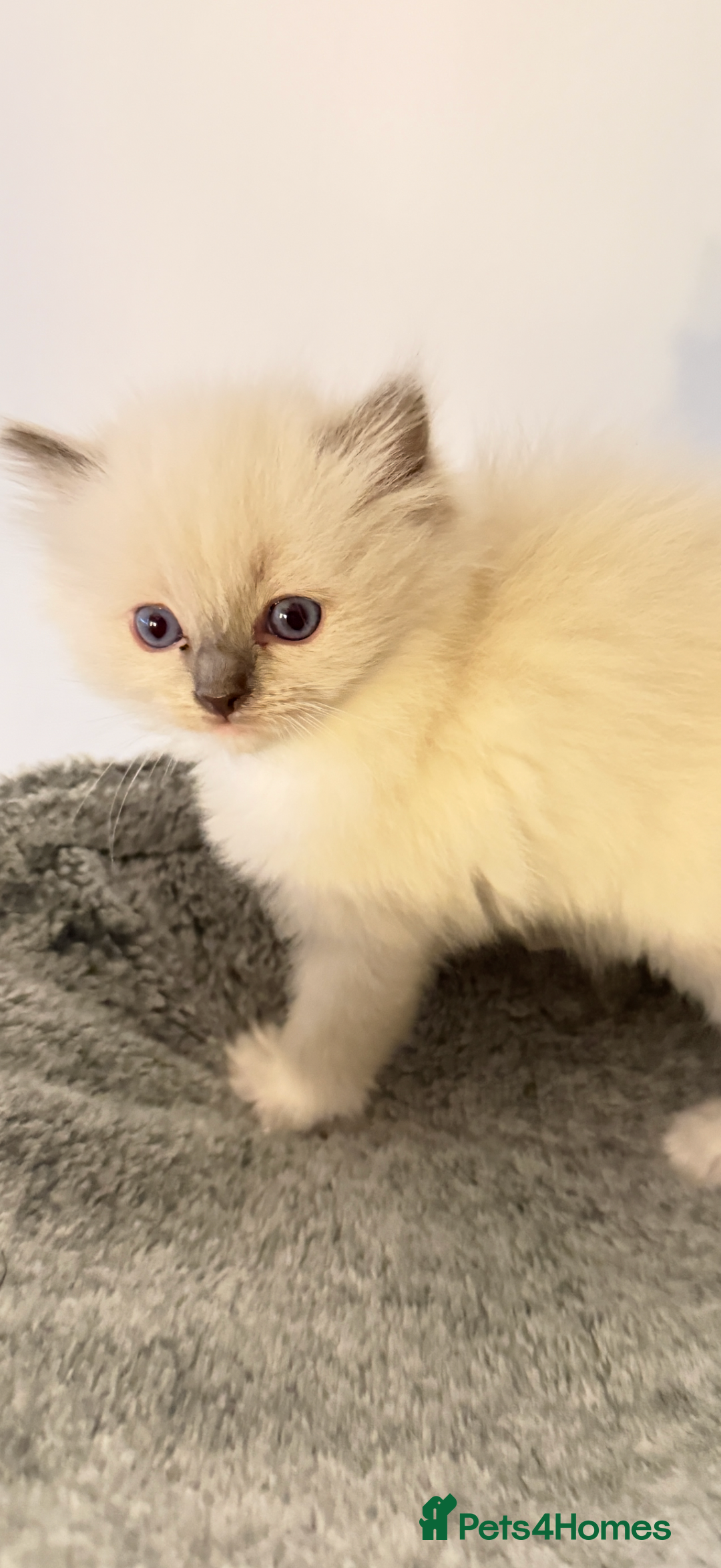 Ragdoll cats for sale: *** Pure Male Ragdoll Kitten For Sale *** - Advert 7