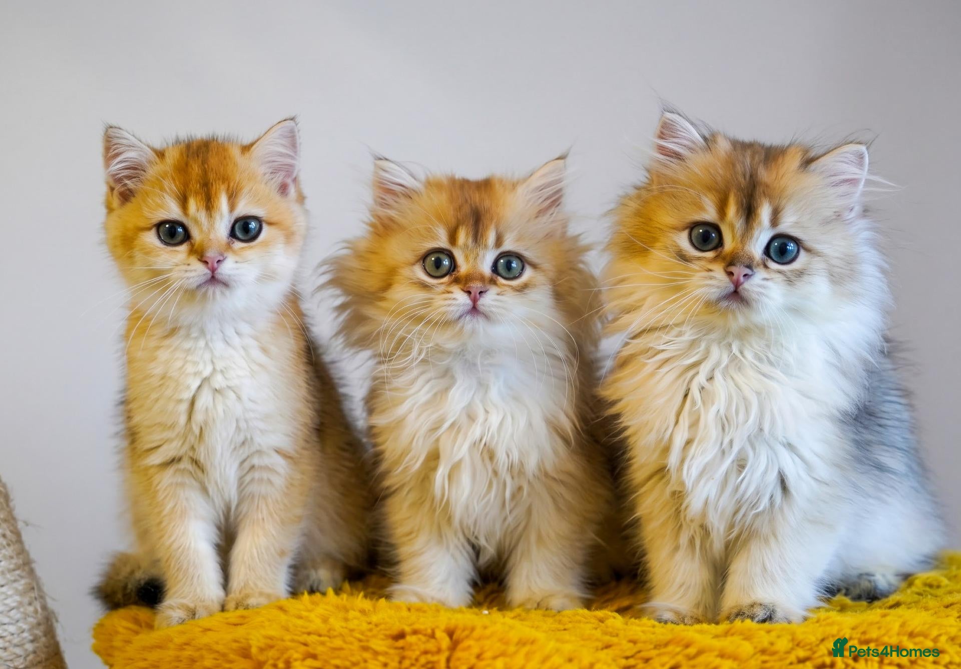 British Longhair cats TICA Exceptional Pedigree Golden British Kittens - Advert 1