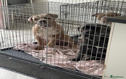 Mixed Breed dogs for sale: Cane corso/ pocket bully  - Image 3