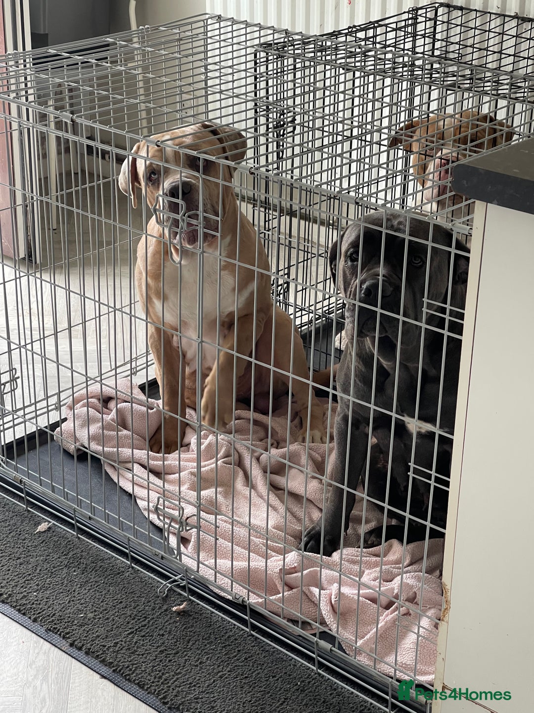Mixed Breed dogs for sale: Cane corso/ pocket bully  - Image 3