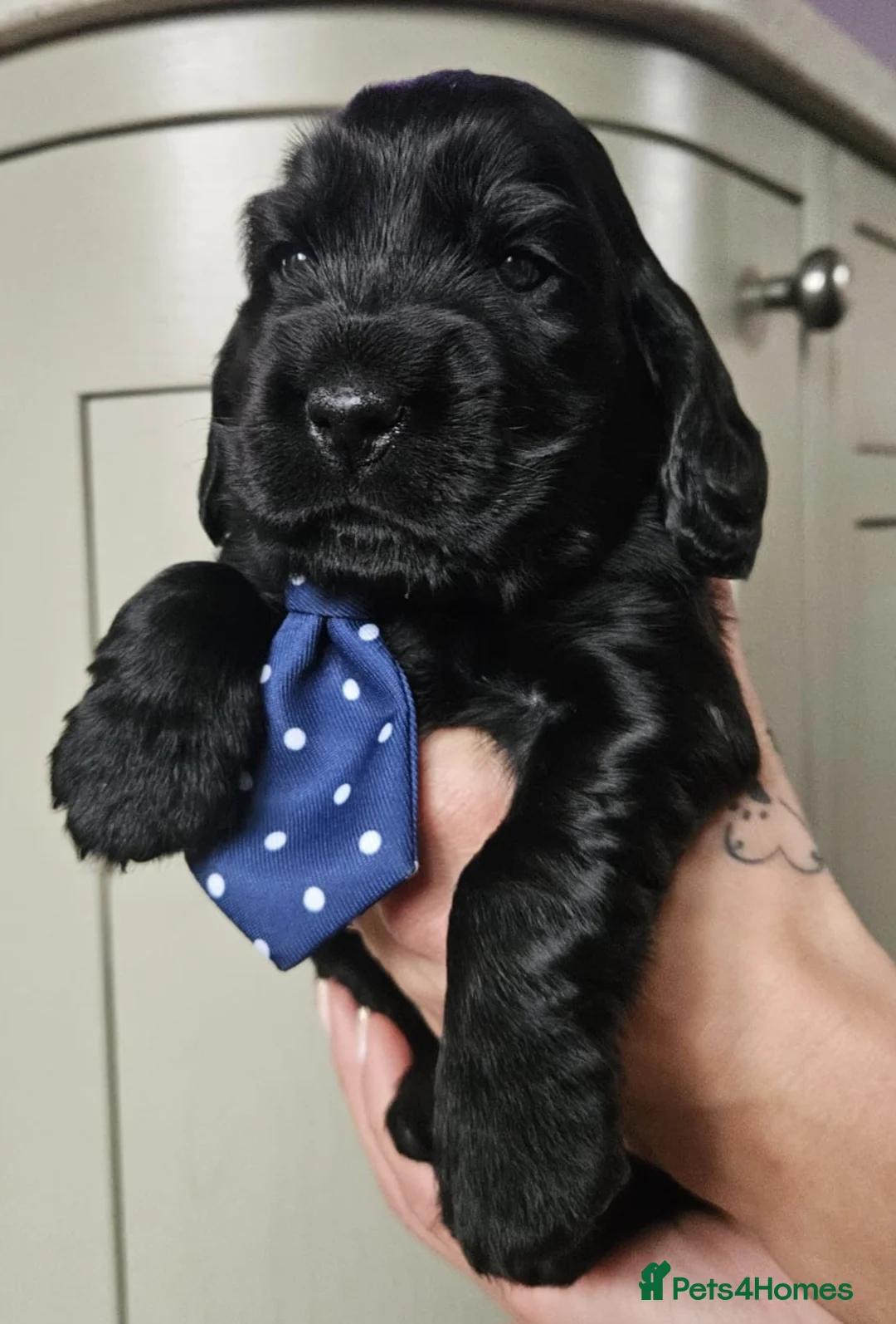 Cocker Spaniel dogs for sale: Show type Simbawood Cocker spaniel puppies  - Advert 20