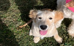 Golden Retriever dogs for sale: Female 9 months old  - Image 2