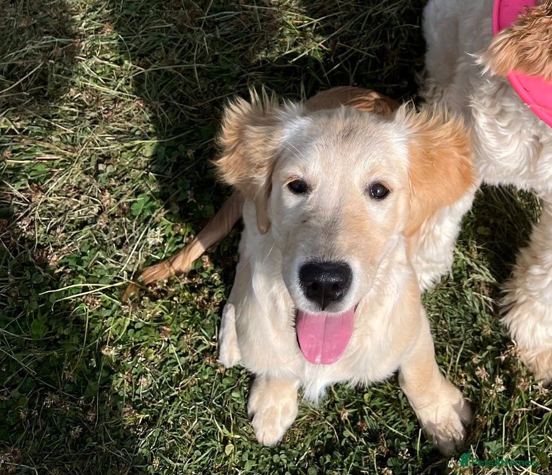 Golden Retriever dogs for sale: Female 9 months old  - Image 2