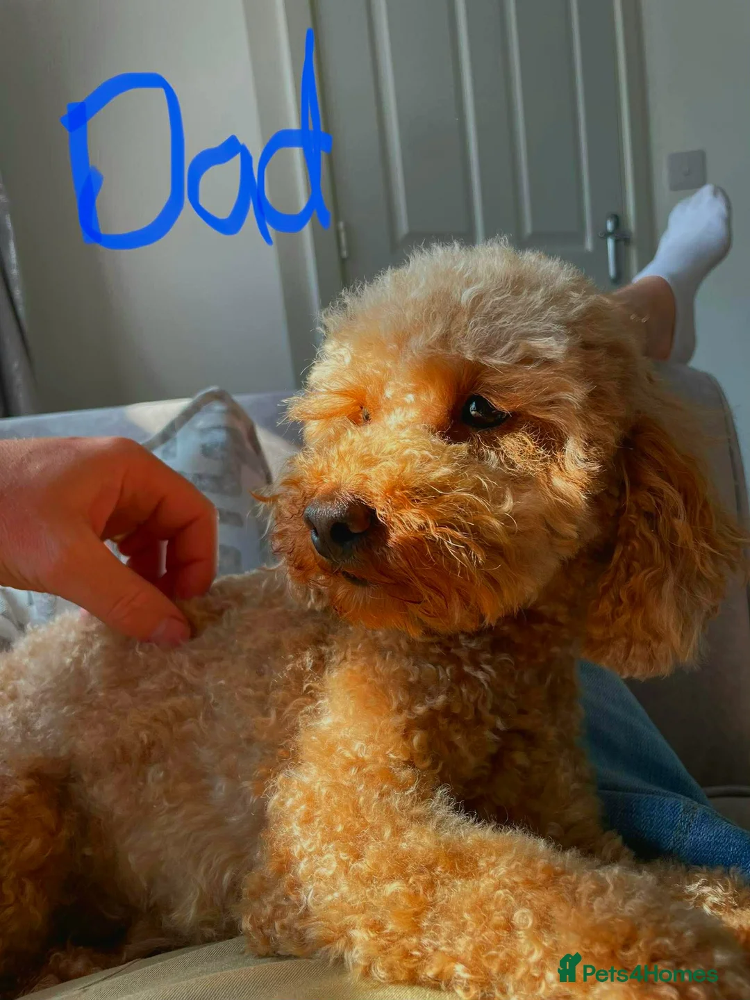 Mixed Breed dogs for sale: 🩷 3/4 poodle puppies 🩵 - Advert 8