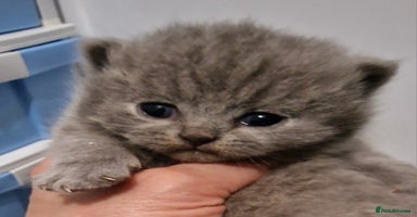 British Shorthair cats - Advert 13