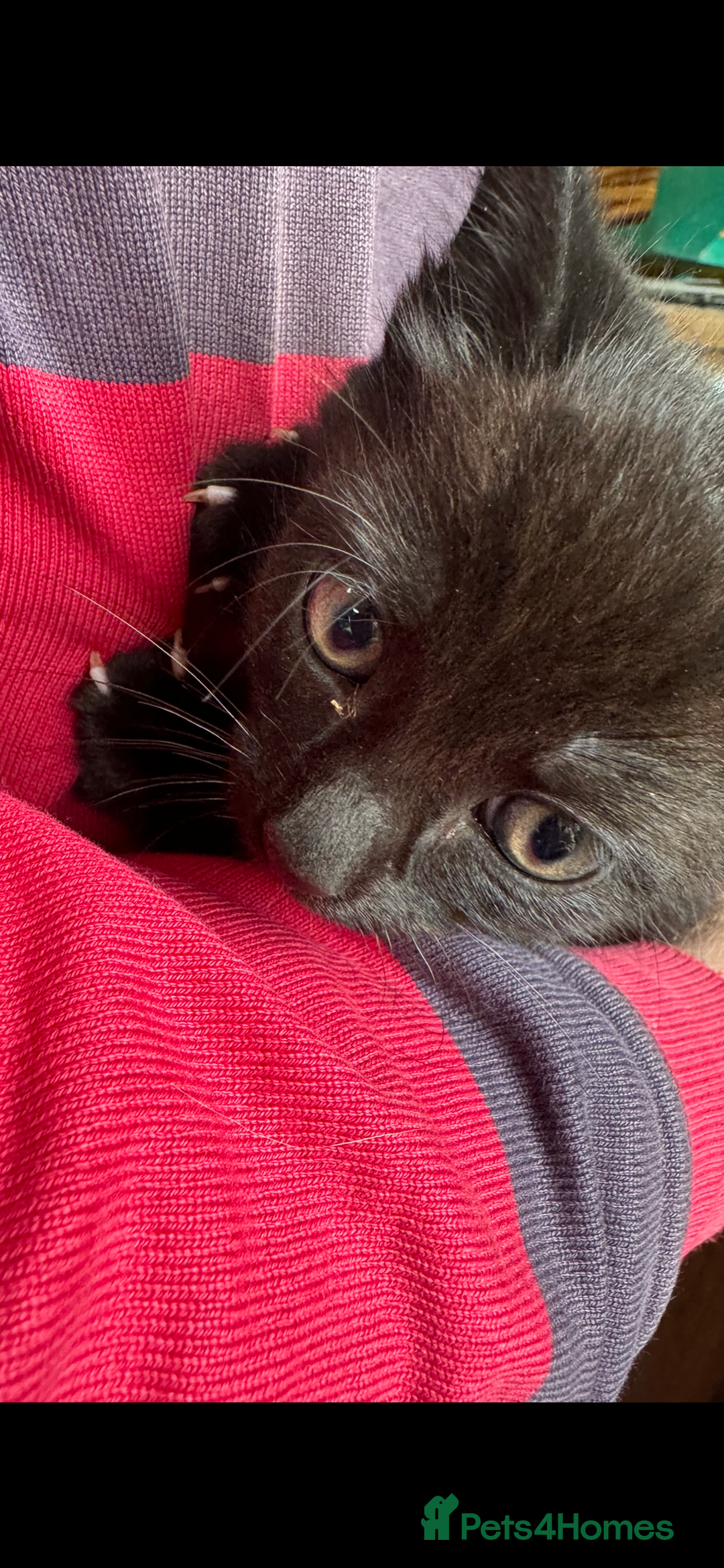 British Shorthair cats for sale: Beautiful kittens for sale  - Image 4