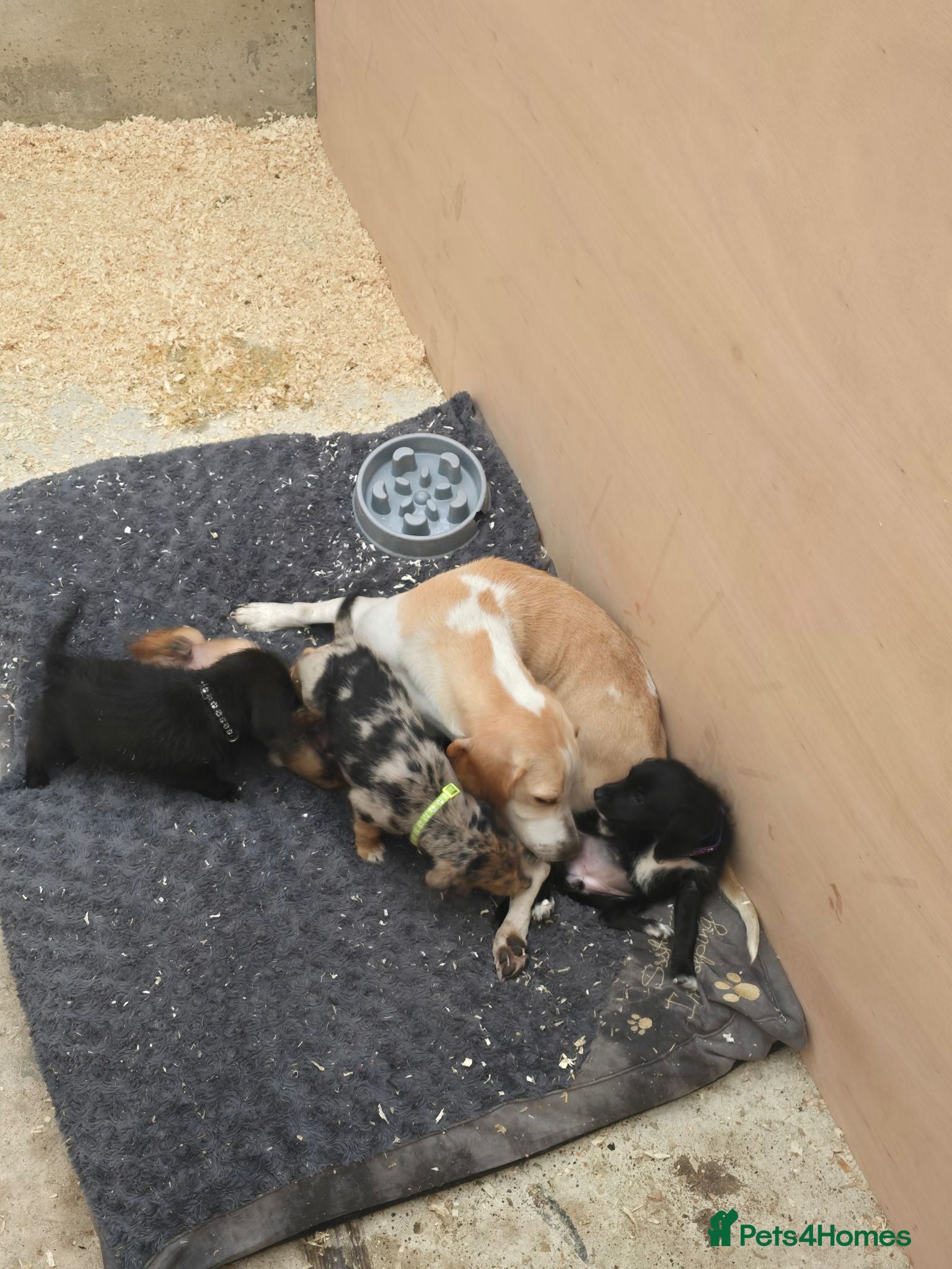 Beagle dogs Beaglepoo/poogles - Advert 2