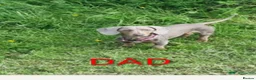 Miniature Dachshund dogs for sale: Mini Dachshunds - Rare Colours - KC Reg Dad - Advert 14