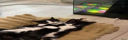 Mixed Breed cats for sale: Beautiful Mother Cat & 4 Lovely Kittens - Advert 12