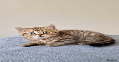 British Shorthair cats - Advert 8