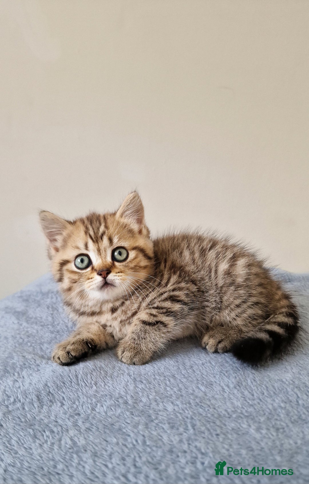 British Shorthair cats for sale: 3 beautiful british shorthair kittens 🥰 - Image 2