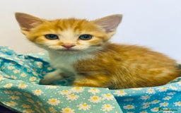 European cats for sale: Colourful kittens - Image 7