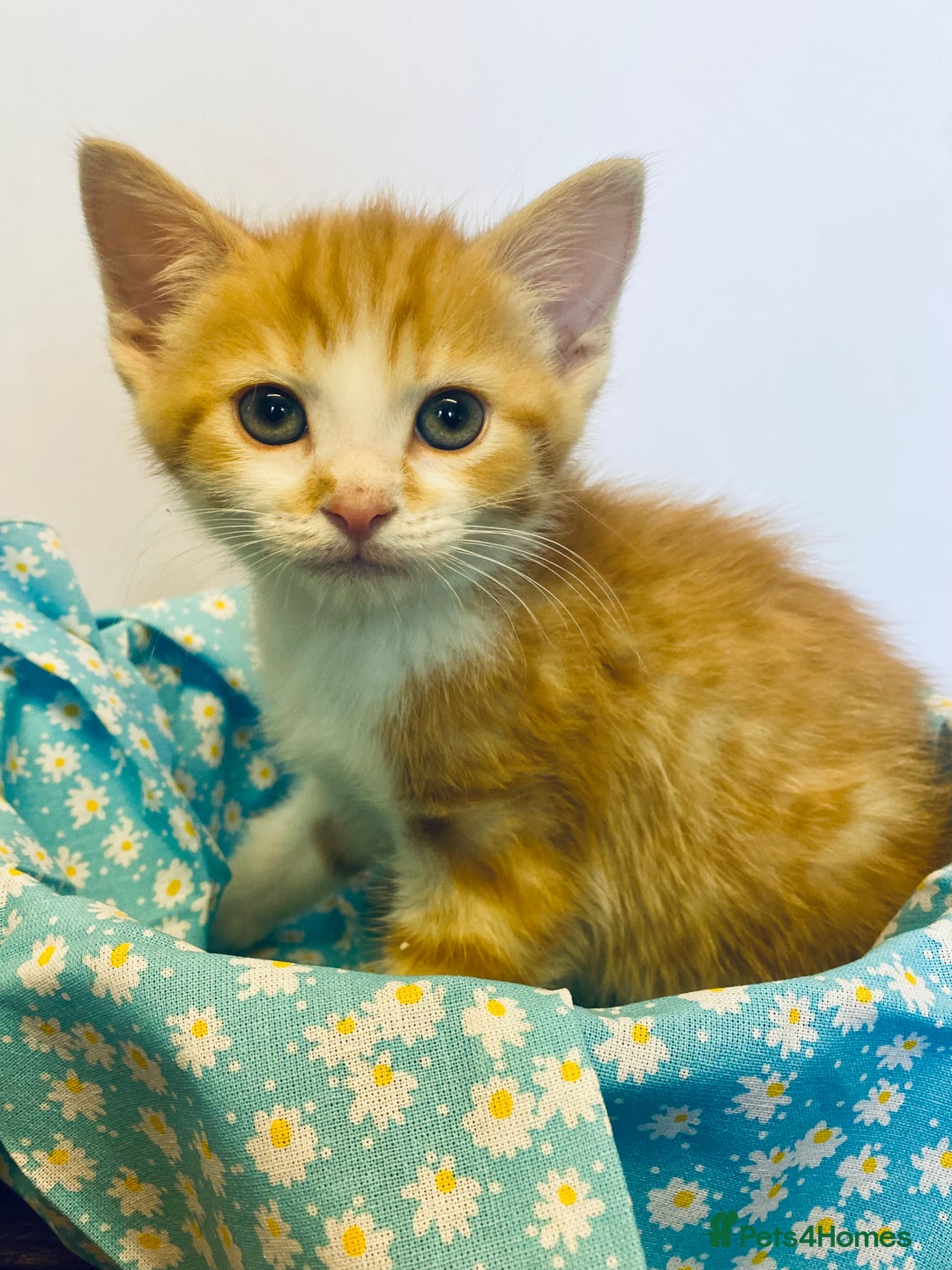 European cats for sale: Colourful kittens - Image 7