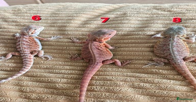 Bearded Dragon reptiles - Advert 1
