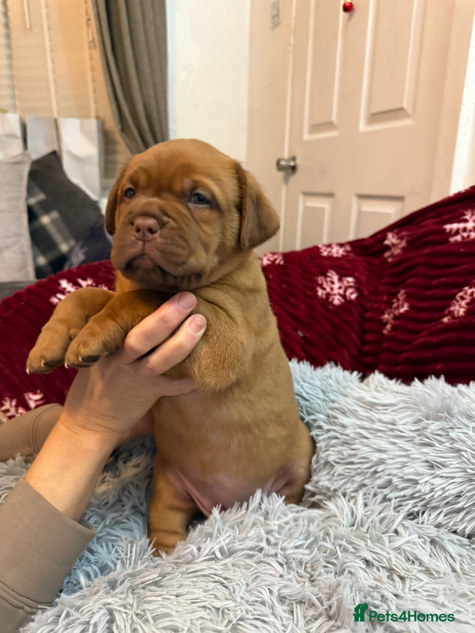 Dogue De Bordeaux dogs Stunning little of Dogue De Bordeaux puppies  - Advert 5
