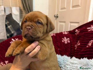 Dogue De Bordeaux dogs Stunning little of Dogue De Bordeaux puppies - Advert 5