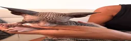 Sphynx cats for sale: Tica registered sphynx kittens  - Advert 13
