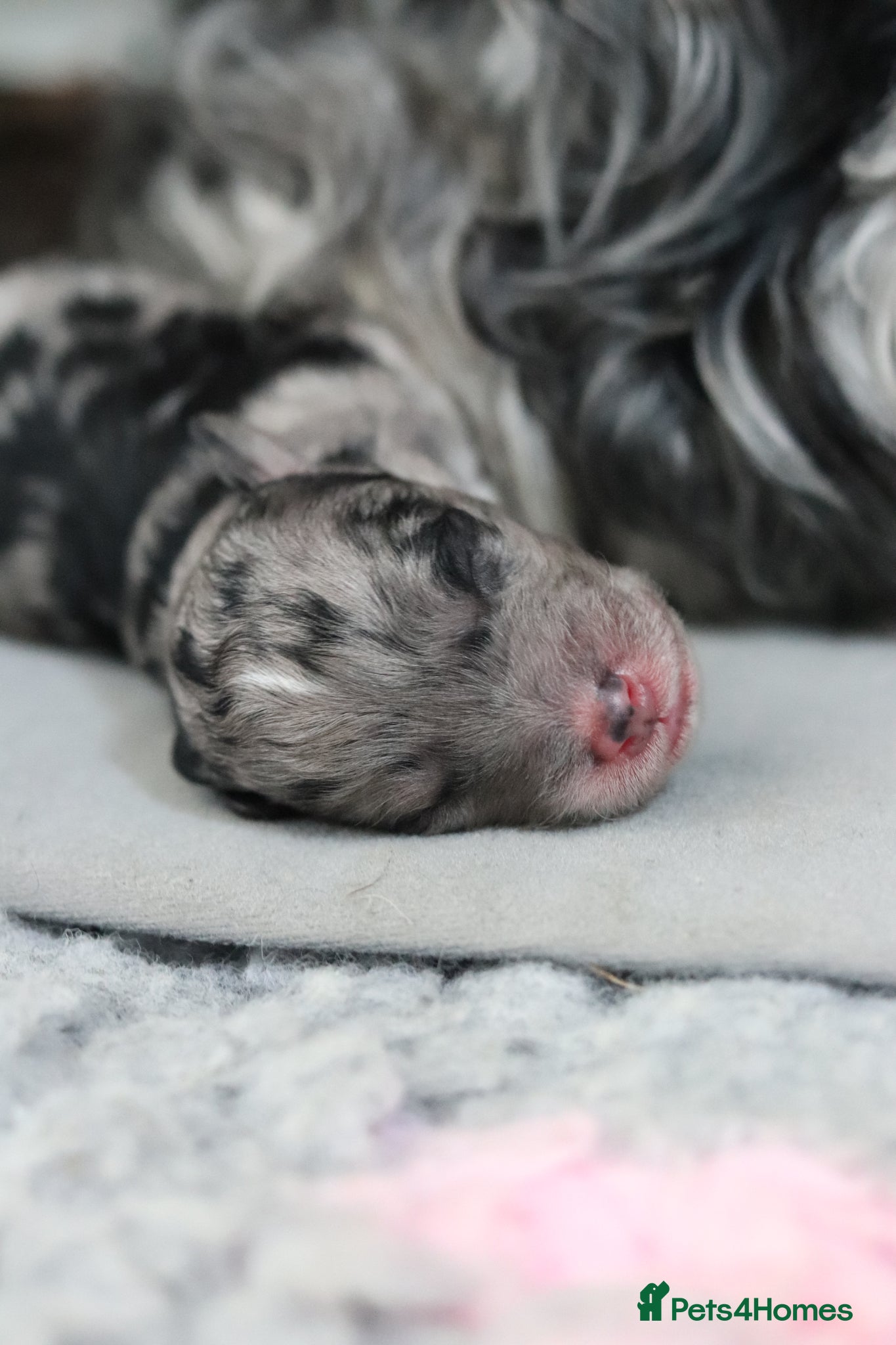 Cockapoo dogs Stunning Merle & phantom cockapoo litter - Advert 13