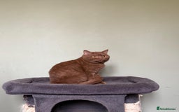 British Shorthair cats for sale: Beautiful British Shorthair kittens - Image 1
