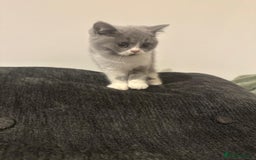 British Shorthair cats for sale: Adorable baby cats - Advert 8