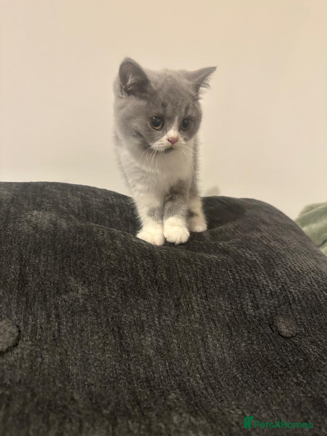 British Shorthair cats for sale: Adorable baby cats - Advert 8