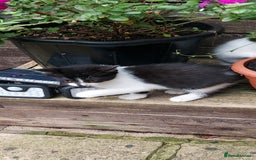 British Longhair cats for sale: ❤️Urgent 2 lovely sweet kitten left - Image 12