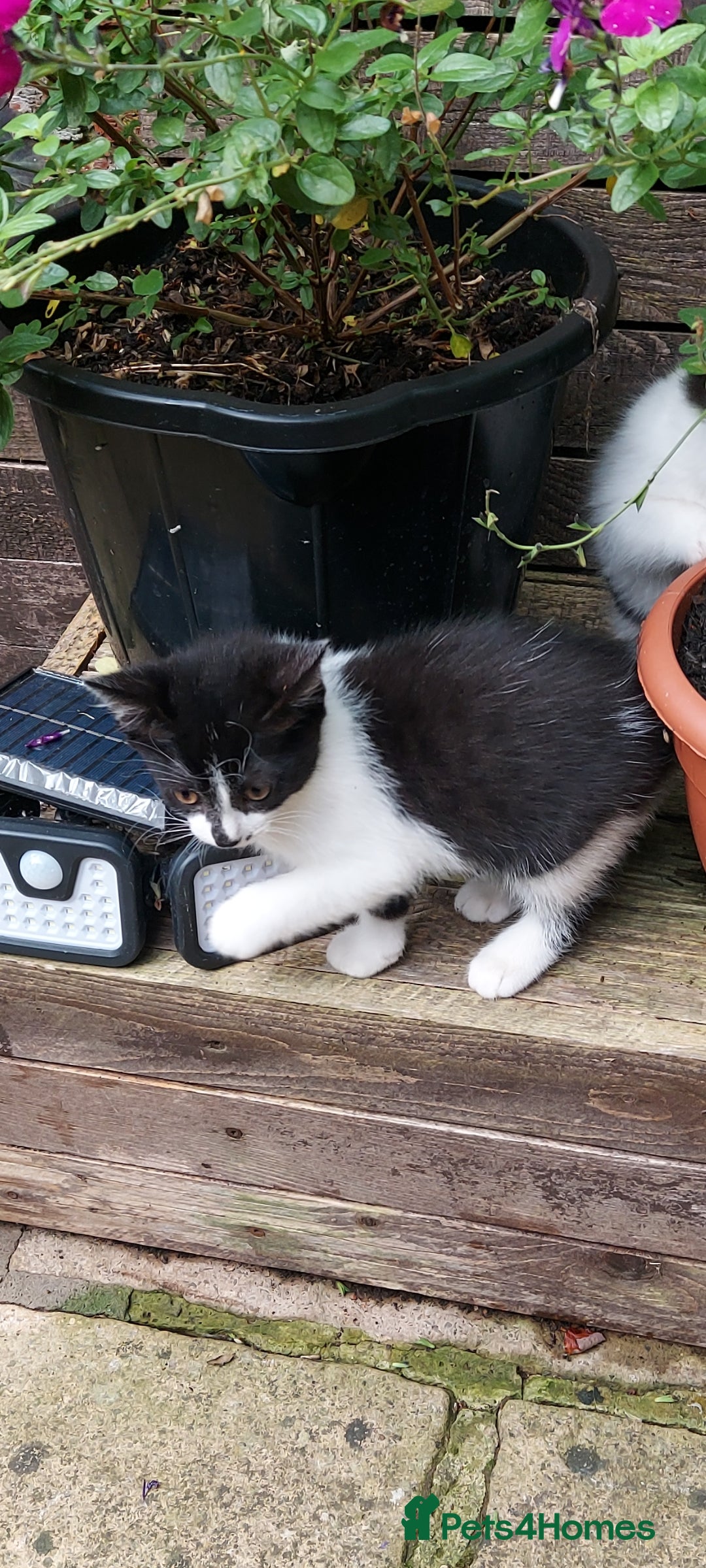 British Longhair cats for sale: ❤️Urgent 2 lovely sweet kitten left - Image 12