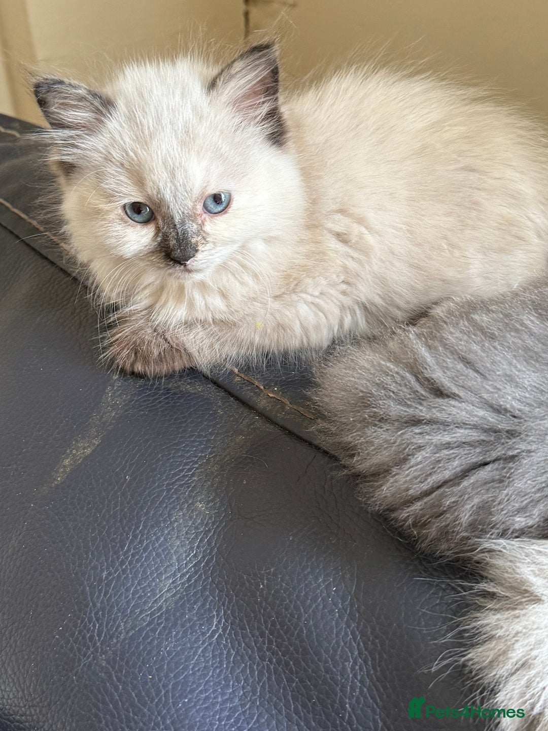Ragdoll cats for sale: ADORABLE RAGDOLL KITTENS - READY NOW - Image 26