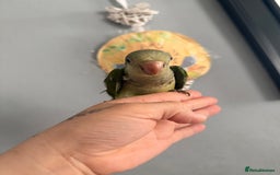 Parrots birds for sale: Hand reared baby Quaker parrots 3left ‼️ - Image 1