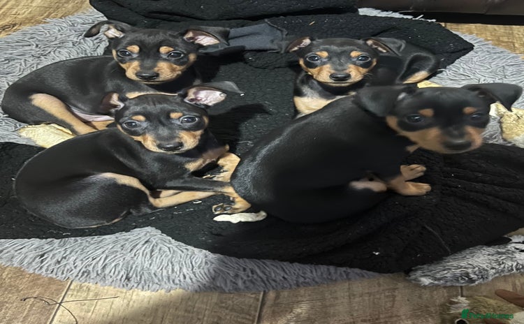 Miniature Pinscher dogs - Advert 1