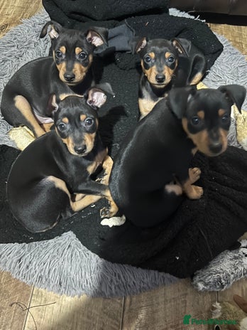 Miniature Pinscher dogs - Advert 1