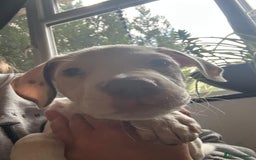 Mixed Breed dogs for sale: Springer Staffs  in St Albans - Image 7