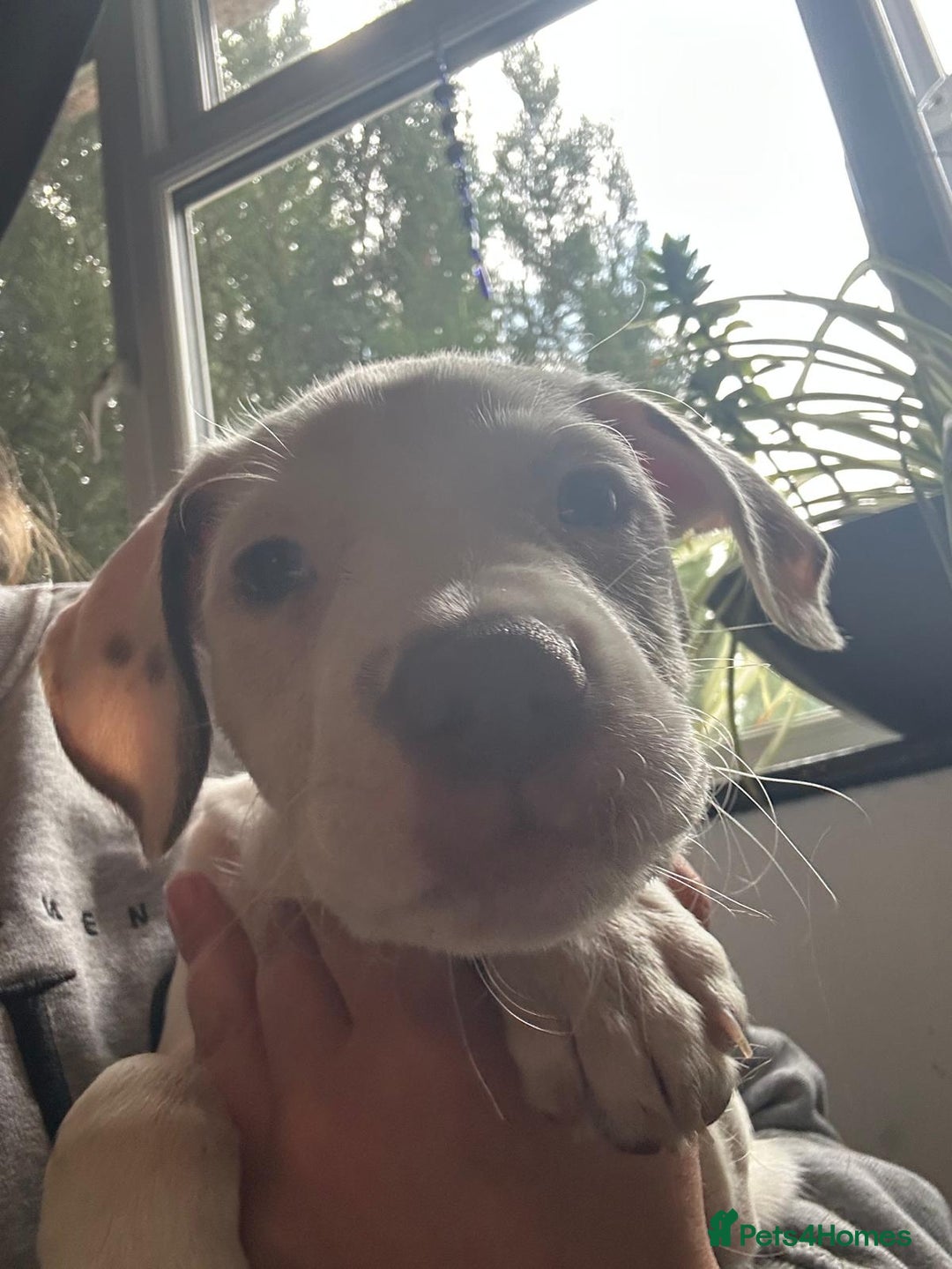 Mixed Breed dogs for sale: Springer Staffs  in St Albans - Image 7