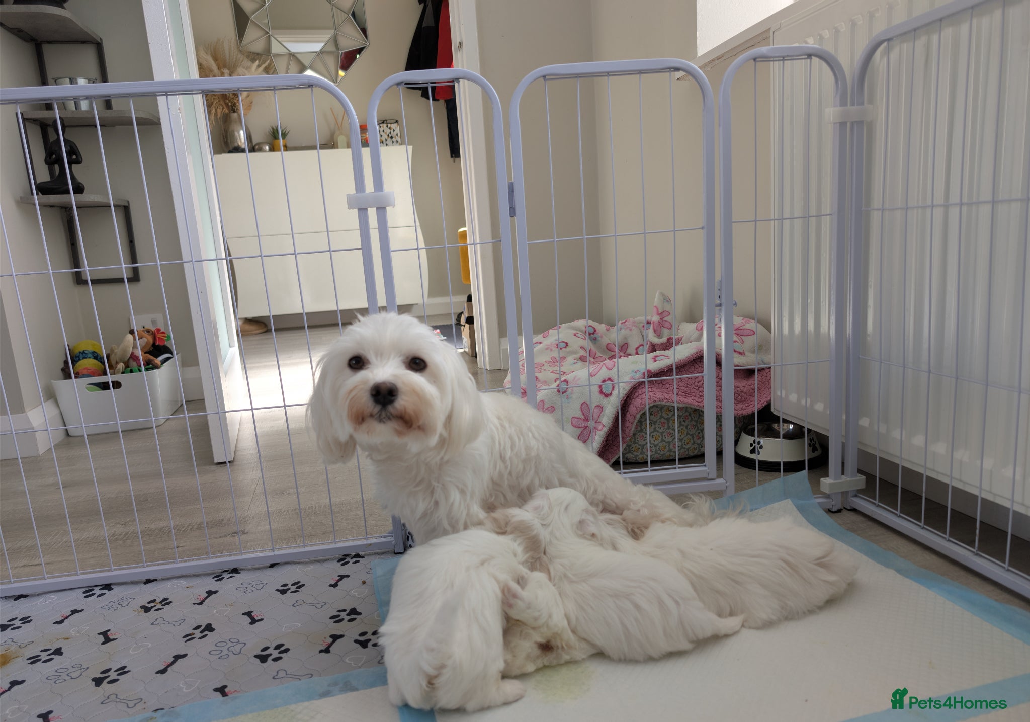 Mixed Breed dogs Beautiful Maltese Puppies  - Advert 1