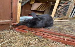 Lionhead rabbits for sale: Bunny called Hope - indoor bunny  - Image 5