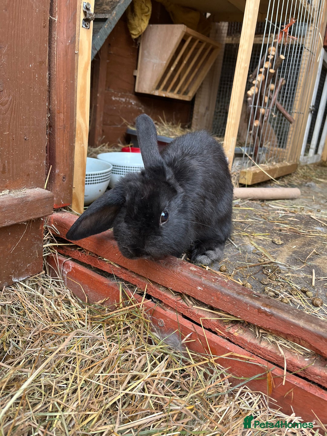 Lionhead rabbits for sale: Bunny called Hope - indoor bunny  - Image 5