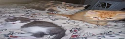 Mixed Breed cats for sale: 2 bouncy baby boys - Advert 2