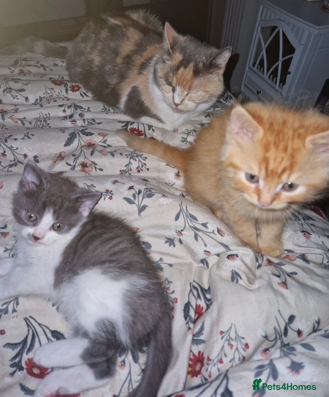 Mixed Breed cats for sale: 2 bouncy baby boys - Advert 2