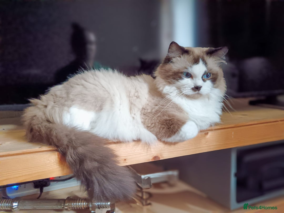 Ragdoll cats for sale: Ragdoll kittens - loving, playful, dog confident - Image 9